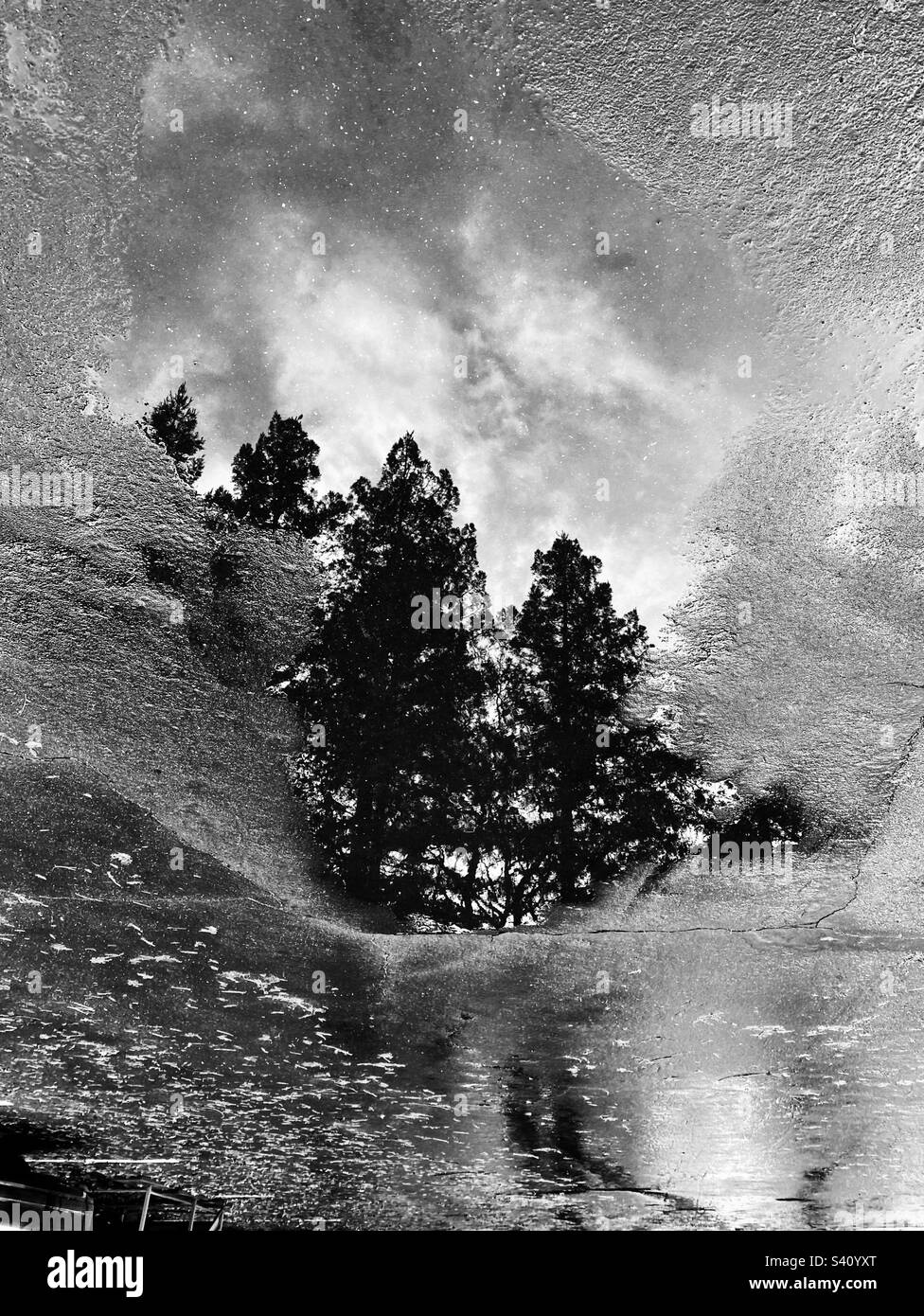 Redwood trees reflected in a pool of rainwater, in black and white - Smartphone Captured Stock Image