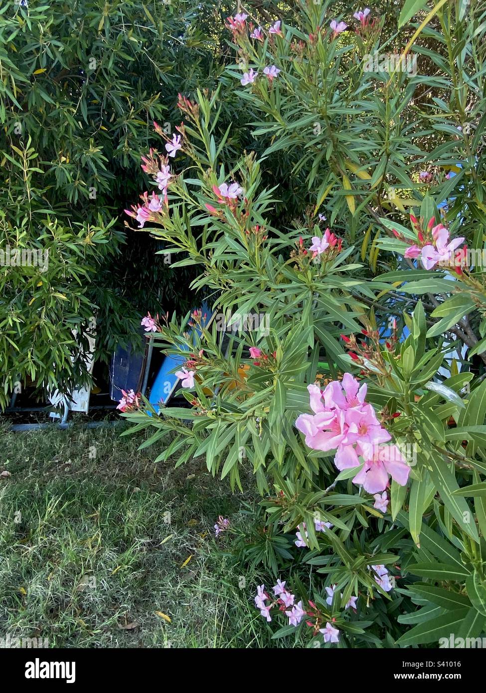 Oleander Mediterranean blossoming view Stock Photo