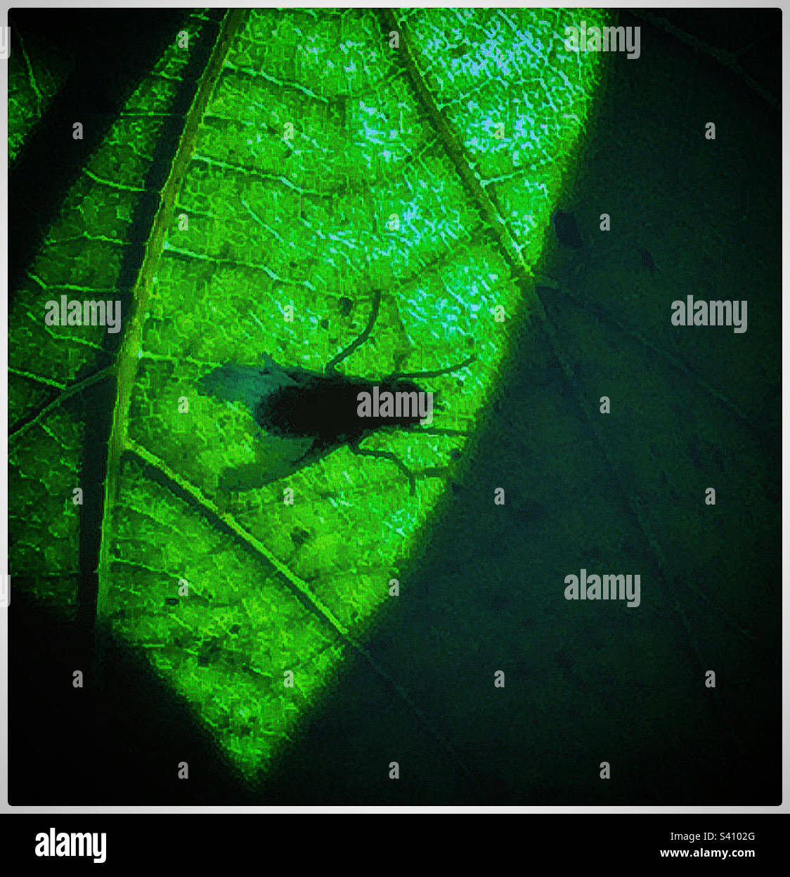 Fly on a leaf. - Smartphone Captured Stock Image