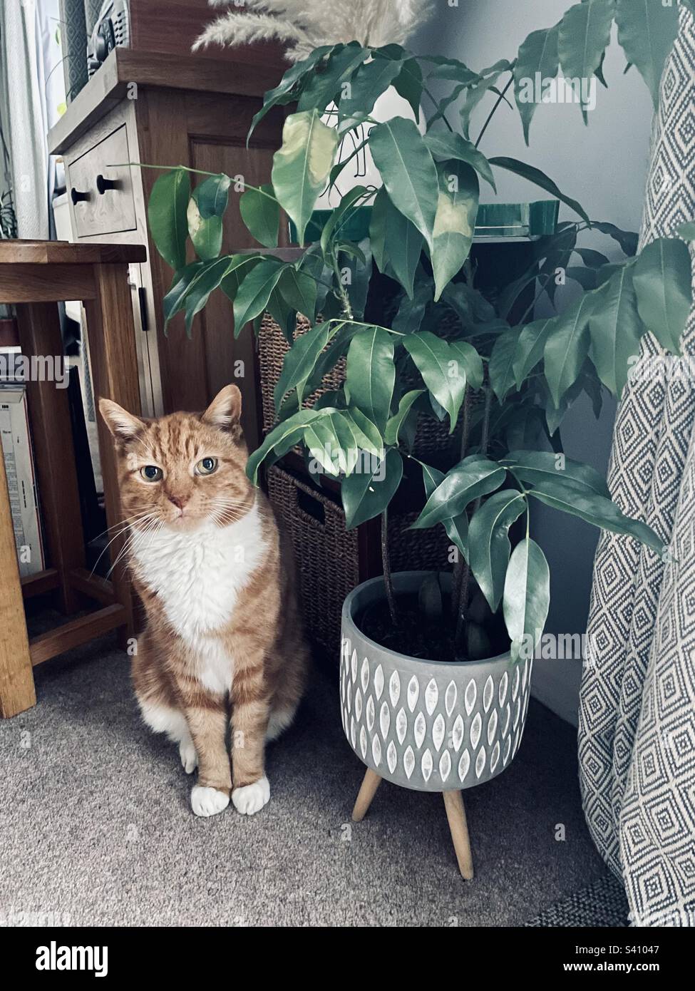 Ginger tom cat sitting next to an Australian Chestnut houseplant Stock