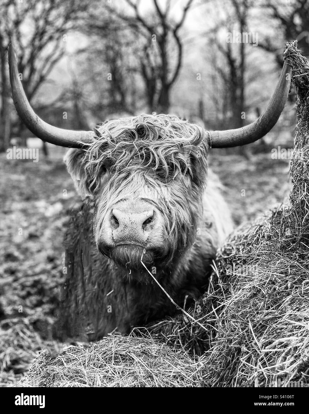 Highland cattle eating hay Stock Photo Alamy