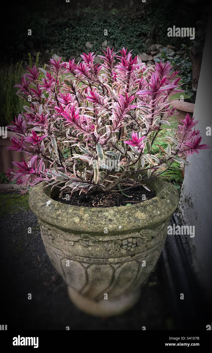 Pink Hebe in Victorian stone planter . Hebe’s leaves forever changing colour from season to season . Stock Photo