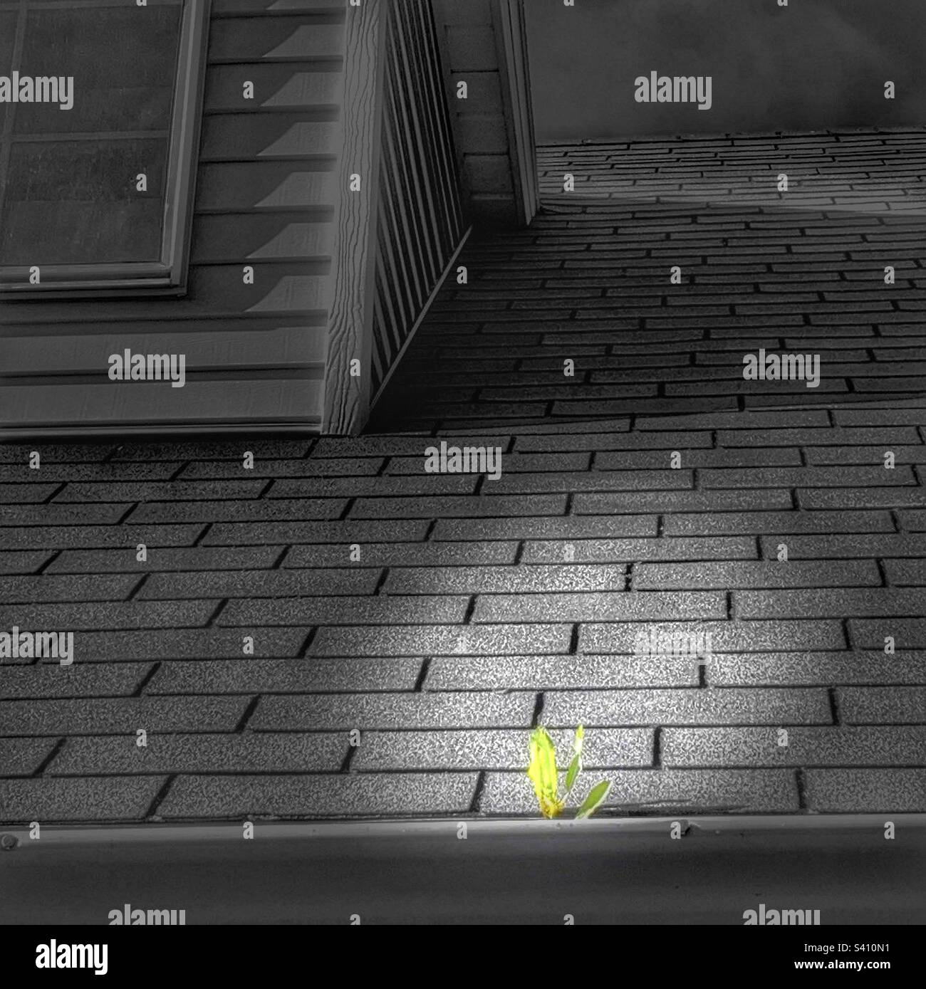 A dandelion seed must’ve been caught by the wind and planted itself in my dirty and clogged rain gutter. An unusual place for a “garden”. - Smartphone Captured Stock Image
