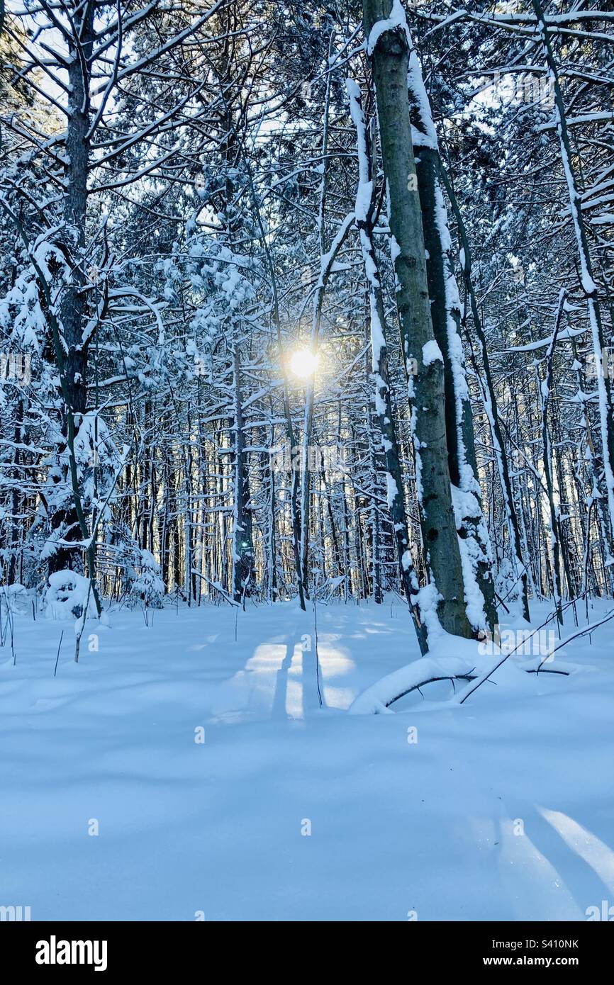 The sun poking through the forest on a winter walk. - Smartphone Captured Stock Image