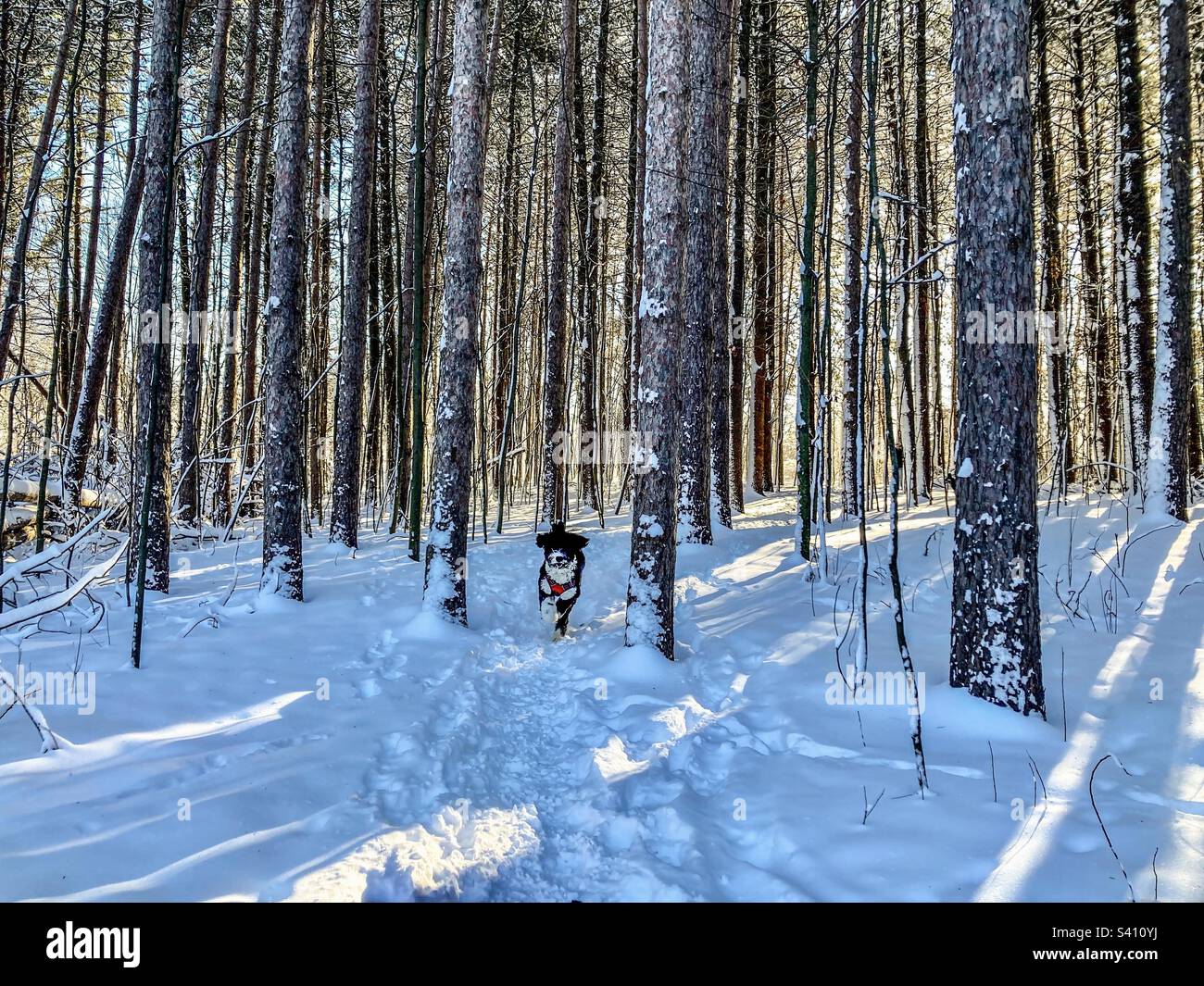 A Bernedoodle runs through a winter forest scene. - Smartphone Captured Stock Image