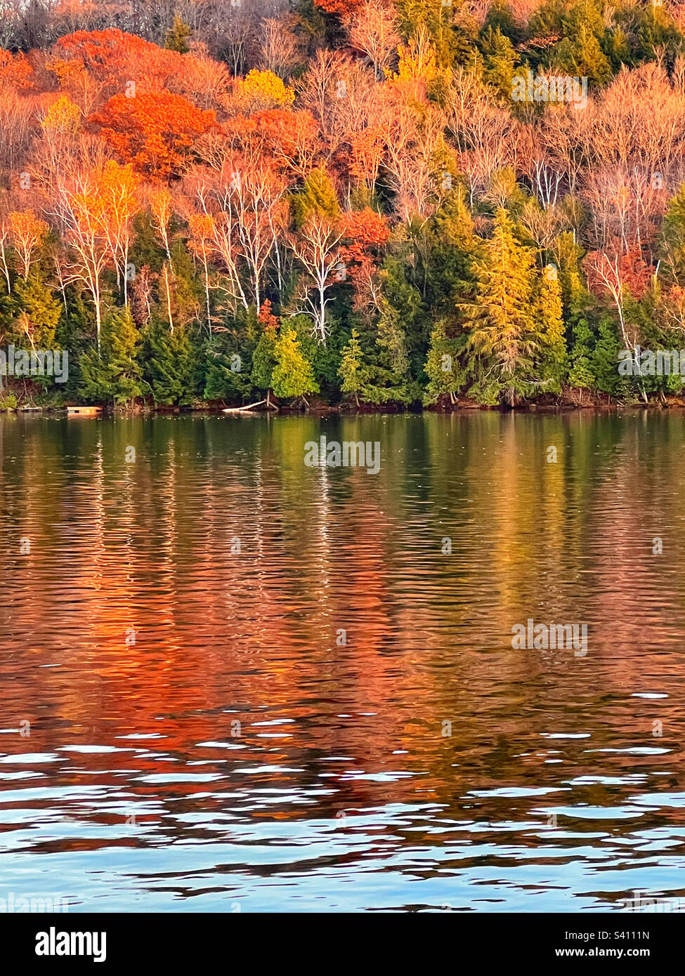 Bright coloured autumn trees reflected in a calm lake. Fall 2022, lake of Bays. Ontario. Canada - Smartphone Captured Stock Image