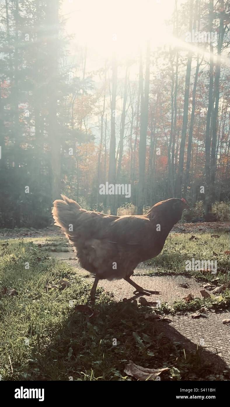 Chicken in the Sun Stock Photo Alamy