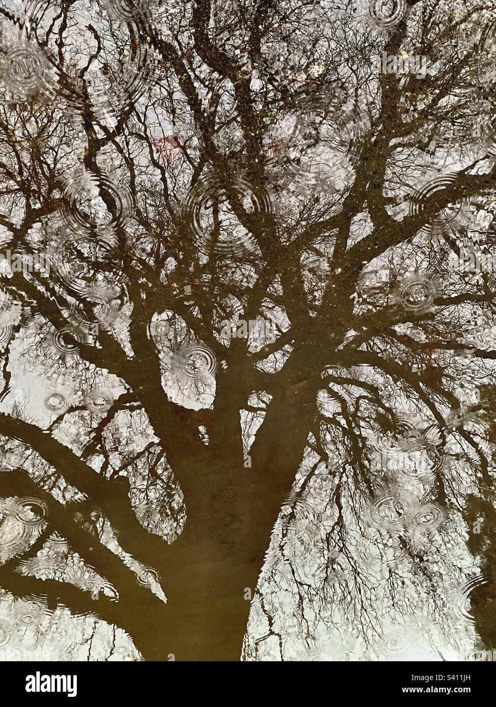 Oak tree reflection in rainwater pool - Smartphone Captured Stock Image