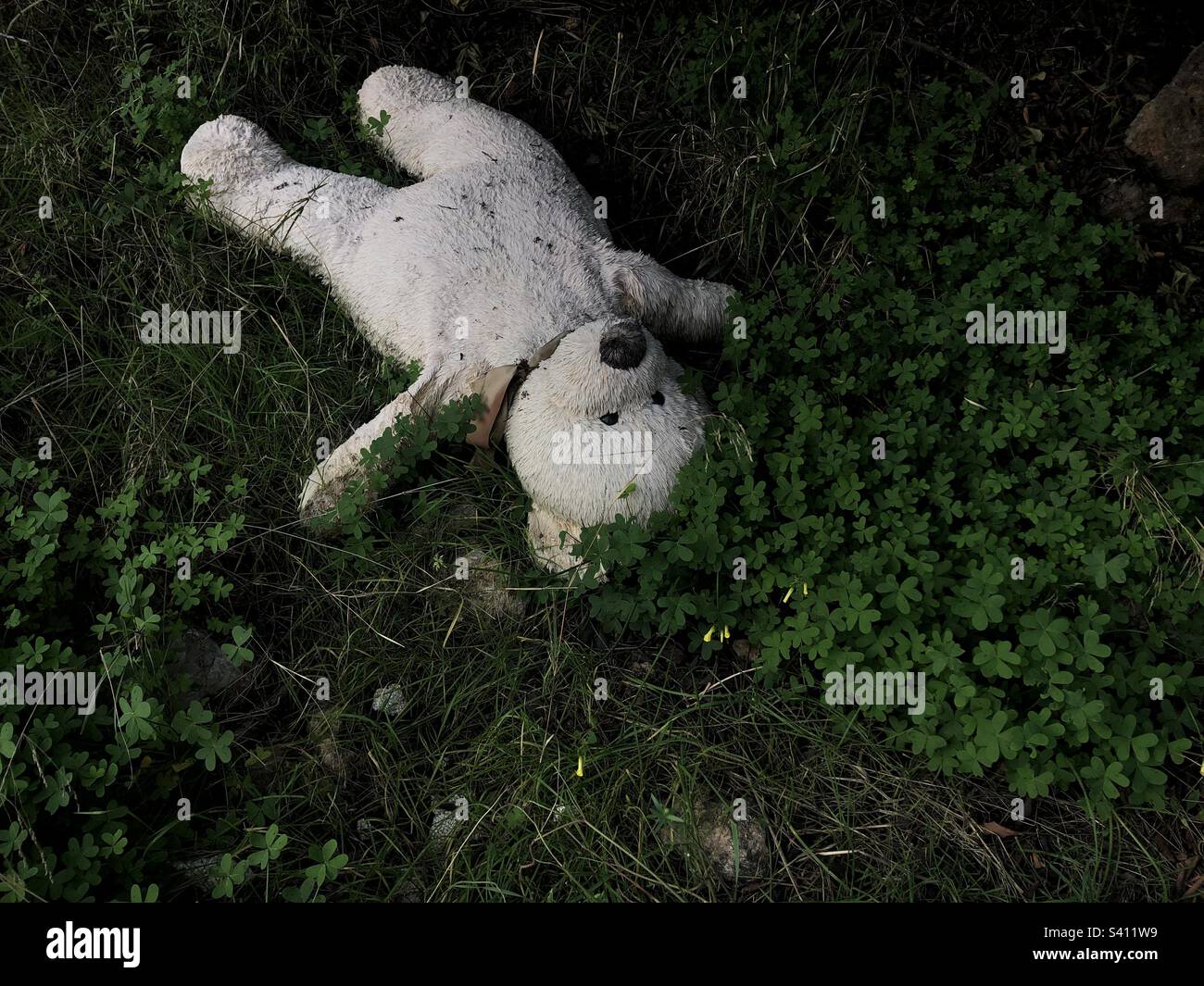 Abandoned teddy bear in foliage - Smartphone Captured Stock Image