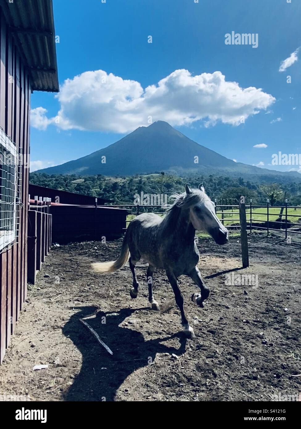 A horse in a paddock runs free with Arenal Volcano in the background in Costa Rica - Smartphone Captured Stock Image
