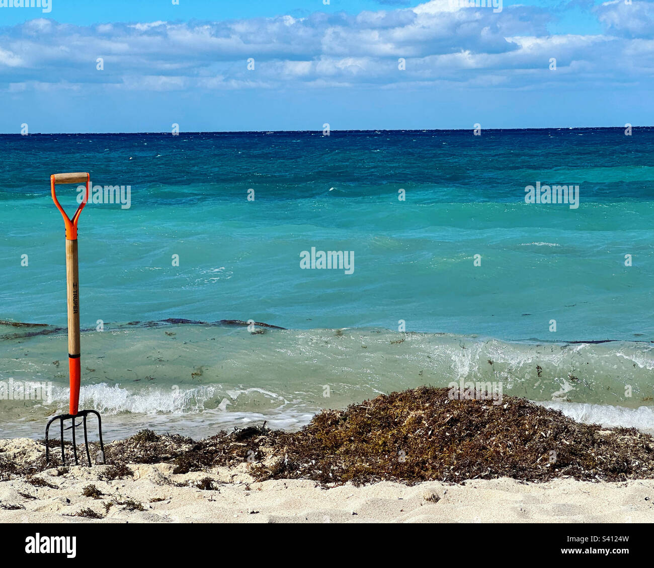 Seaweed and an implement used to clear it away on a beach in Mexico - Smartphone Captured Stock Image
