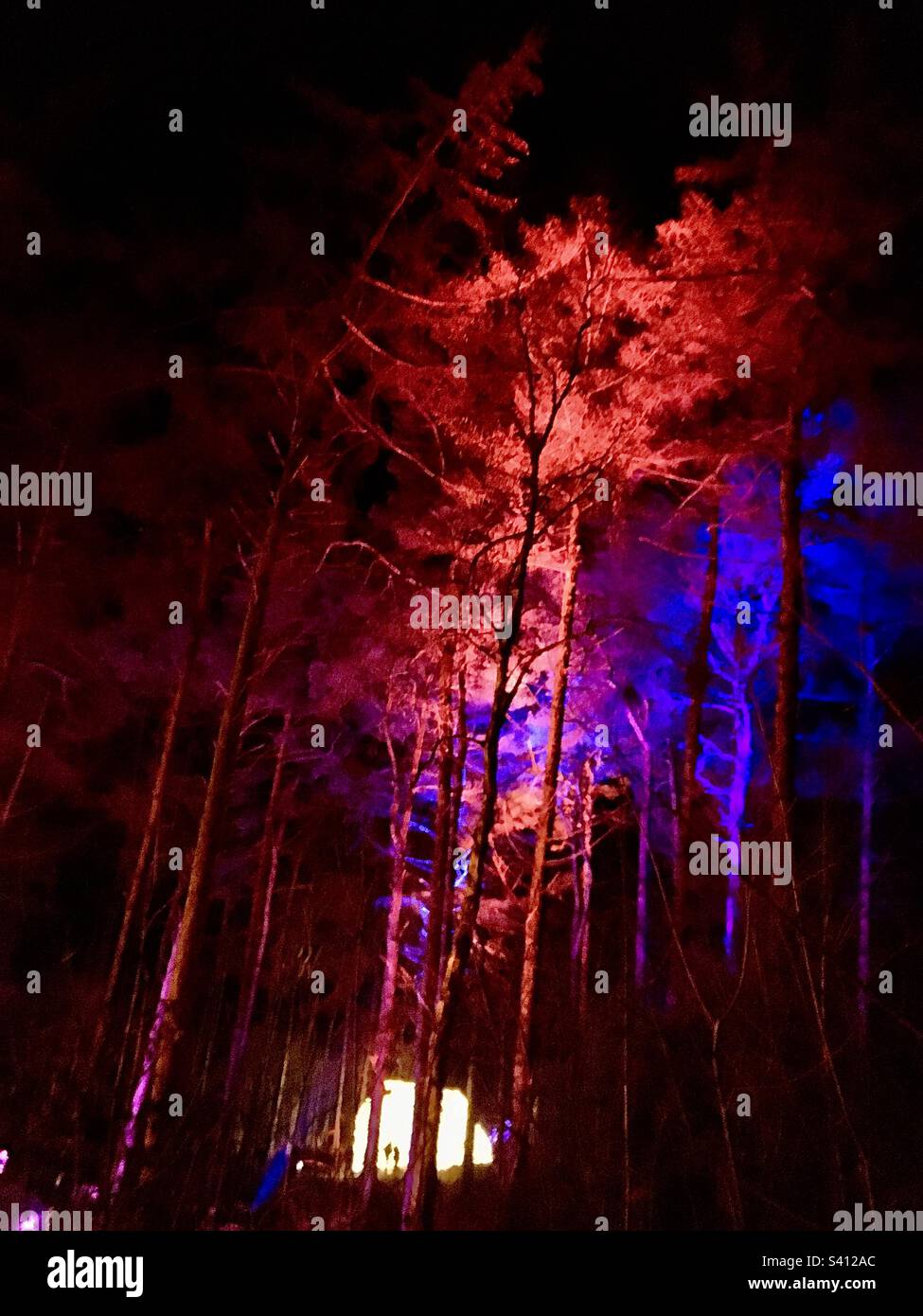 Christmas lights at Delamere forest Stock Photo Alamy