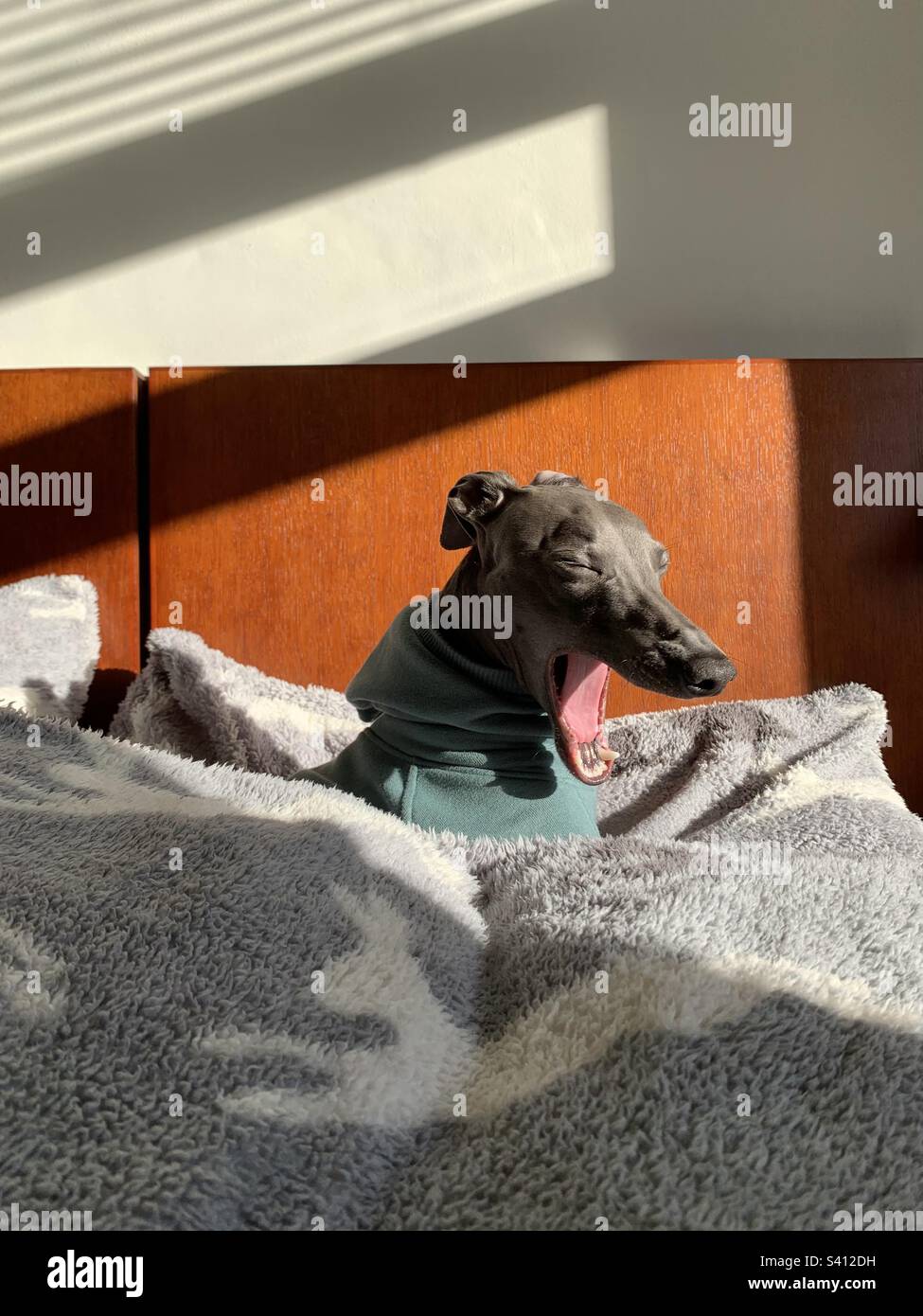 Morning Yawn - Smartphone Captured Stock Image