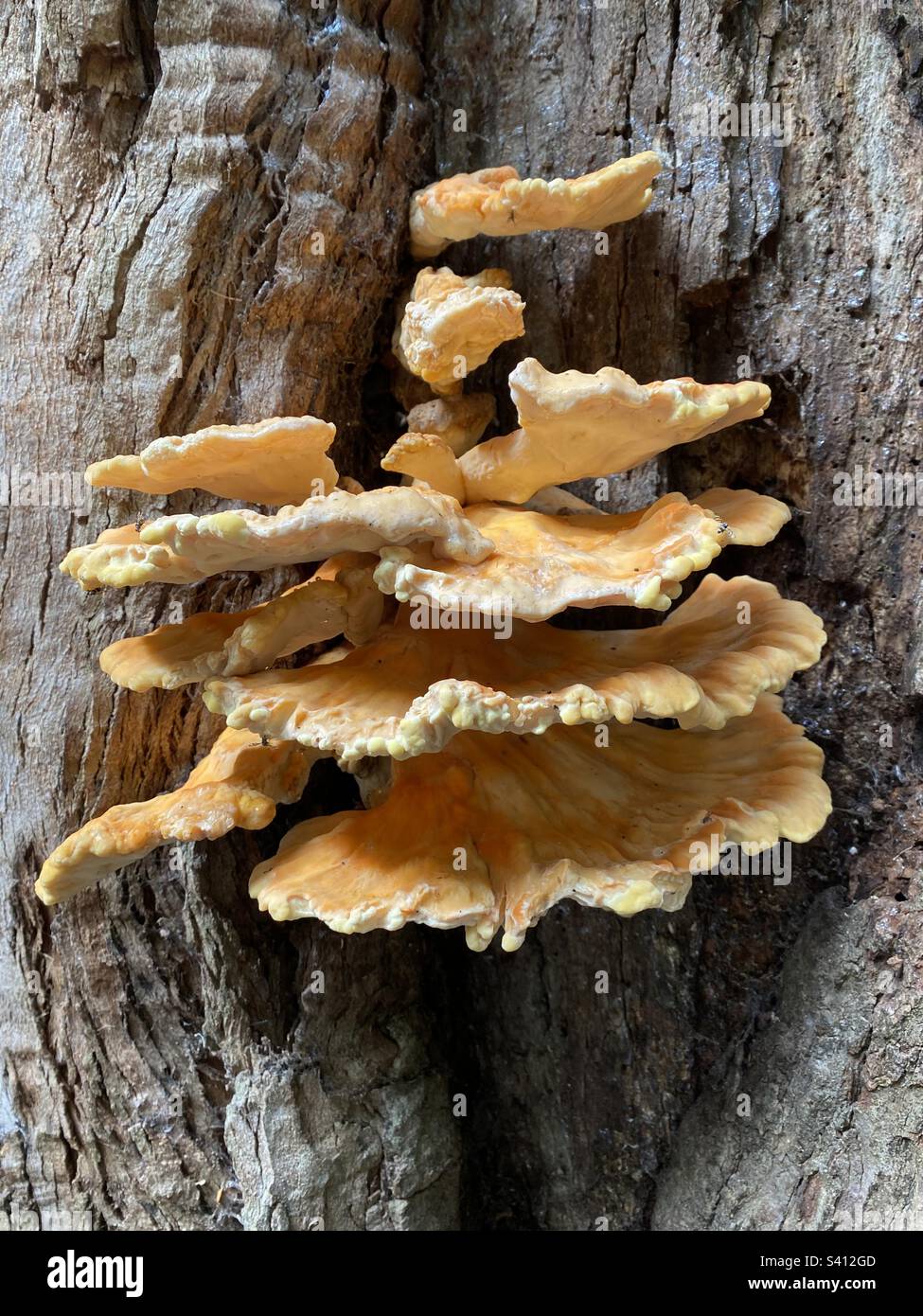Mushroom on bark tree Stock Photo Alamy