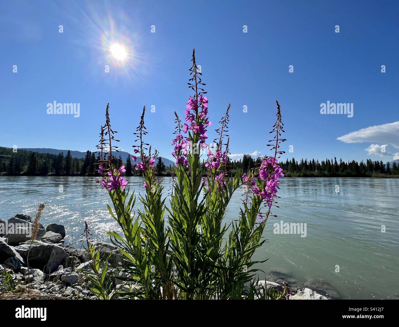 Fireweed with brilliant blue skies and sun along river, with trees and mountains in background Stock Photo