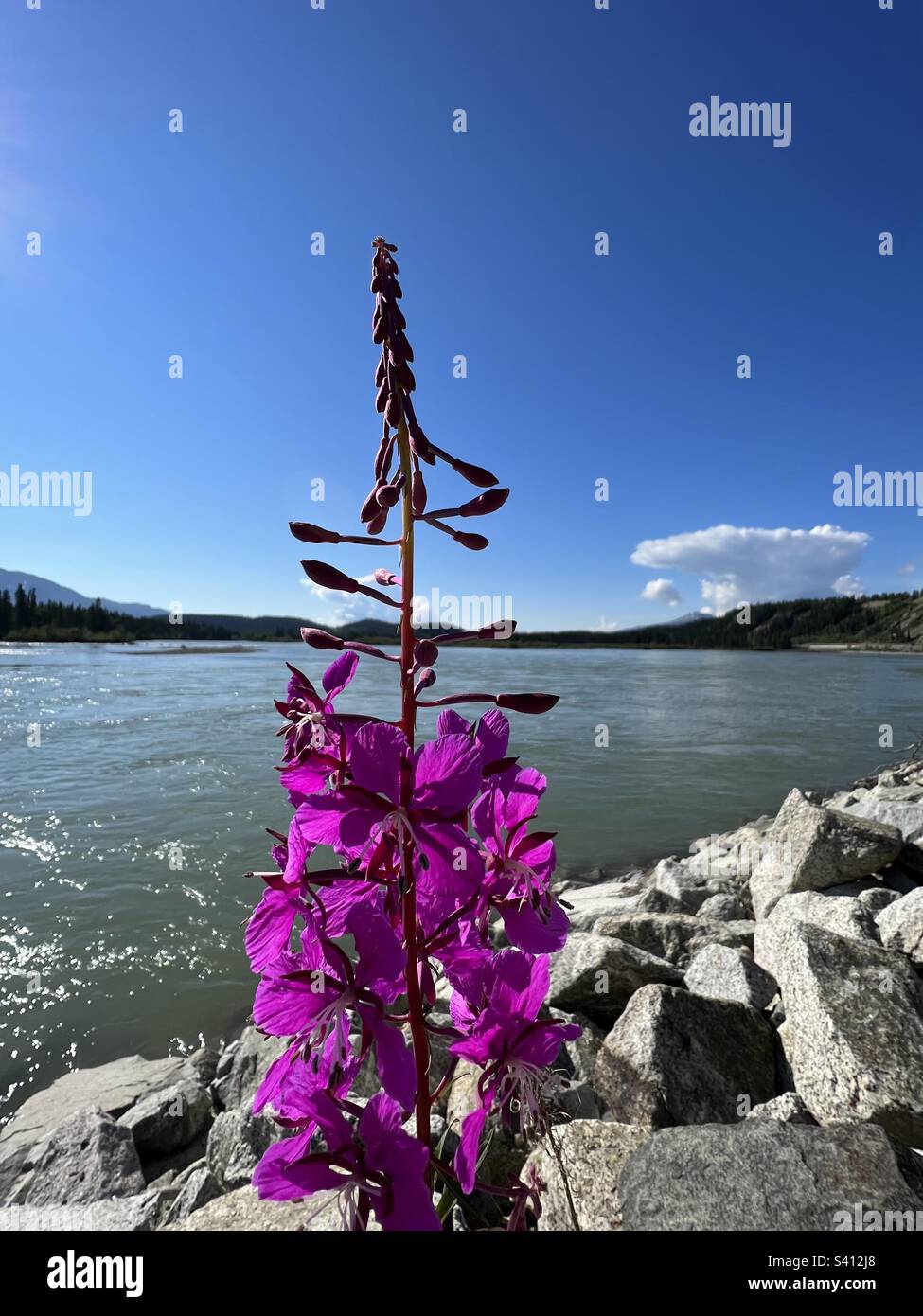 Fireweed with brilliant blue skies along river, with white cloud in background Stock Photo