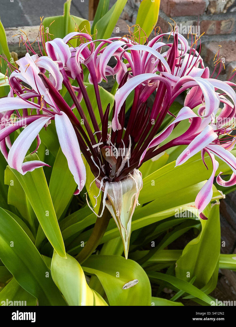 Cronin asiaticum, also called Spider Lily, poisonous, bulb forming