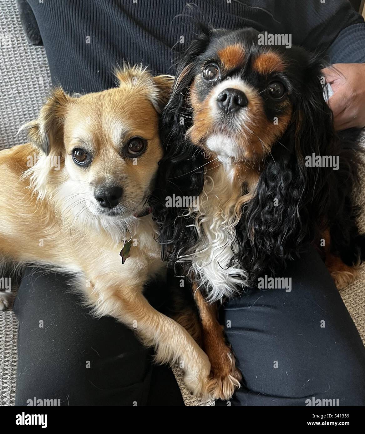 Two adorable dogs pressed together looking up Stock Photo Alamy