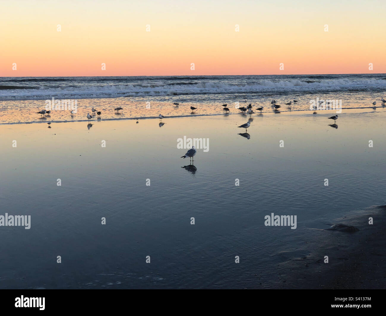 Seabirds at the water’s edge at Jacksonville Beach, Florida at sunset. - Smartphone Captured Stock Image