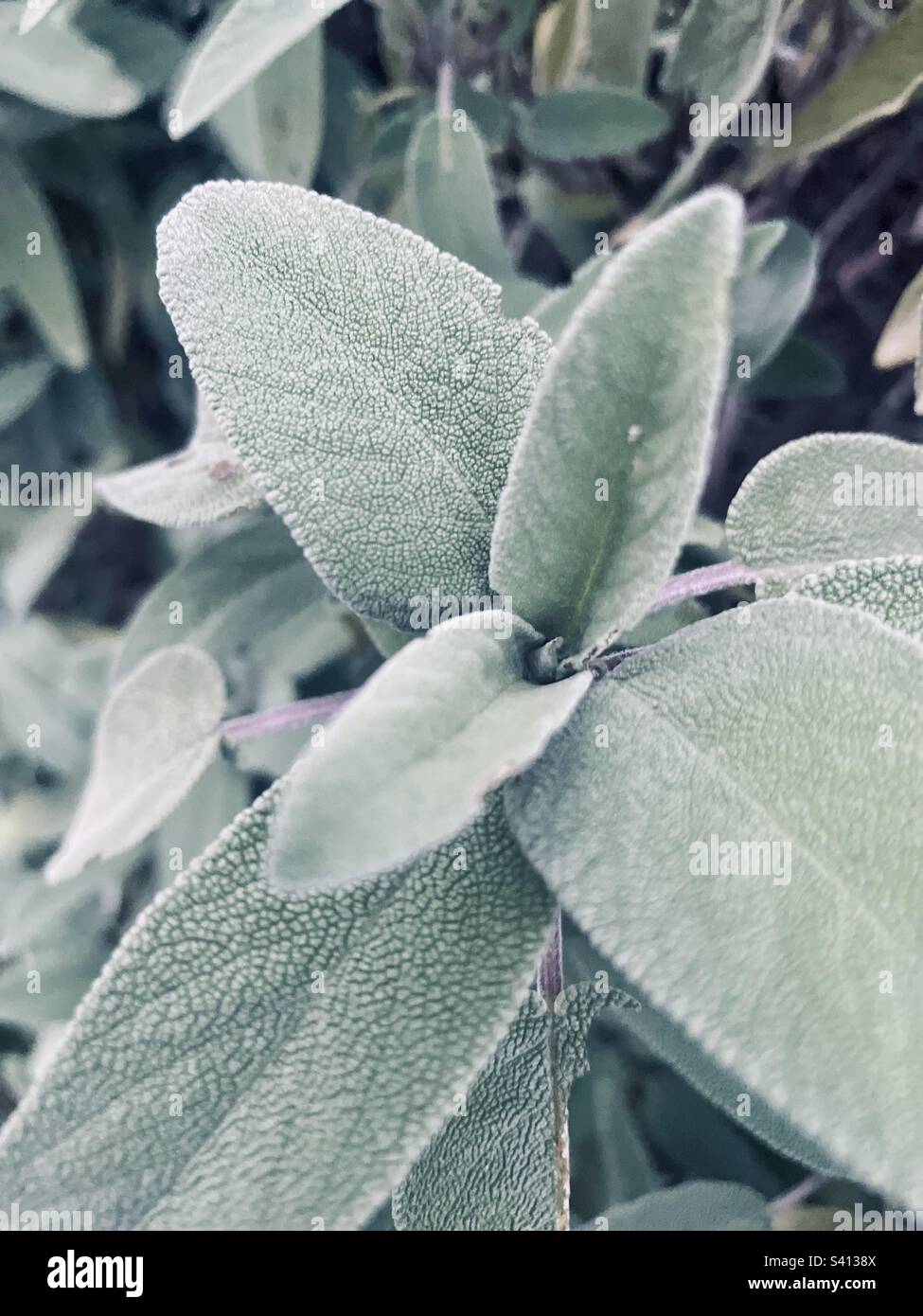 Salvia officinalis, or common sage, perennial growing in the garden, a plant that have both culinary and medicinal uses. Stock Photo
