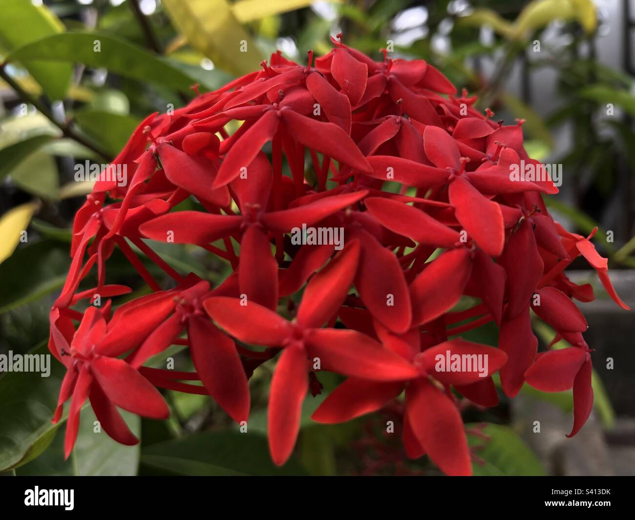 Ashoka flower is the state flower of Indian state of Odisha Stock Photo