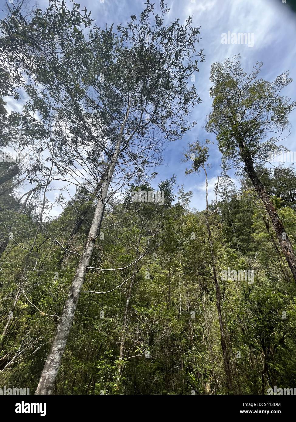 Huon Pines soar to the sky in the Gordon River Heritage Area Tasmania