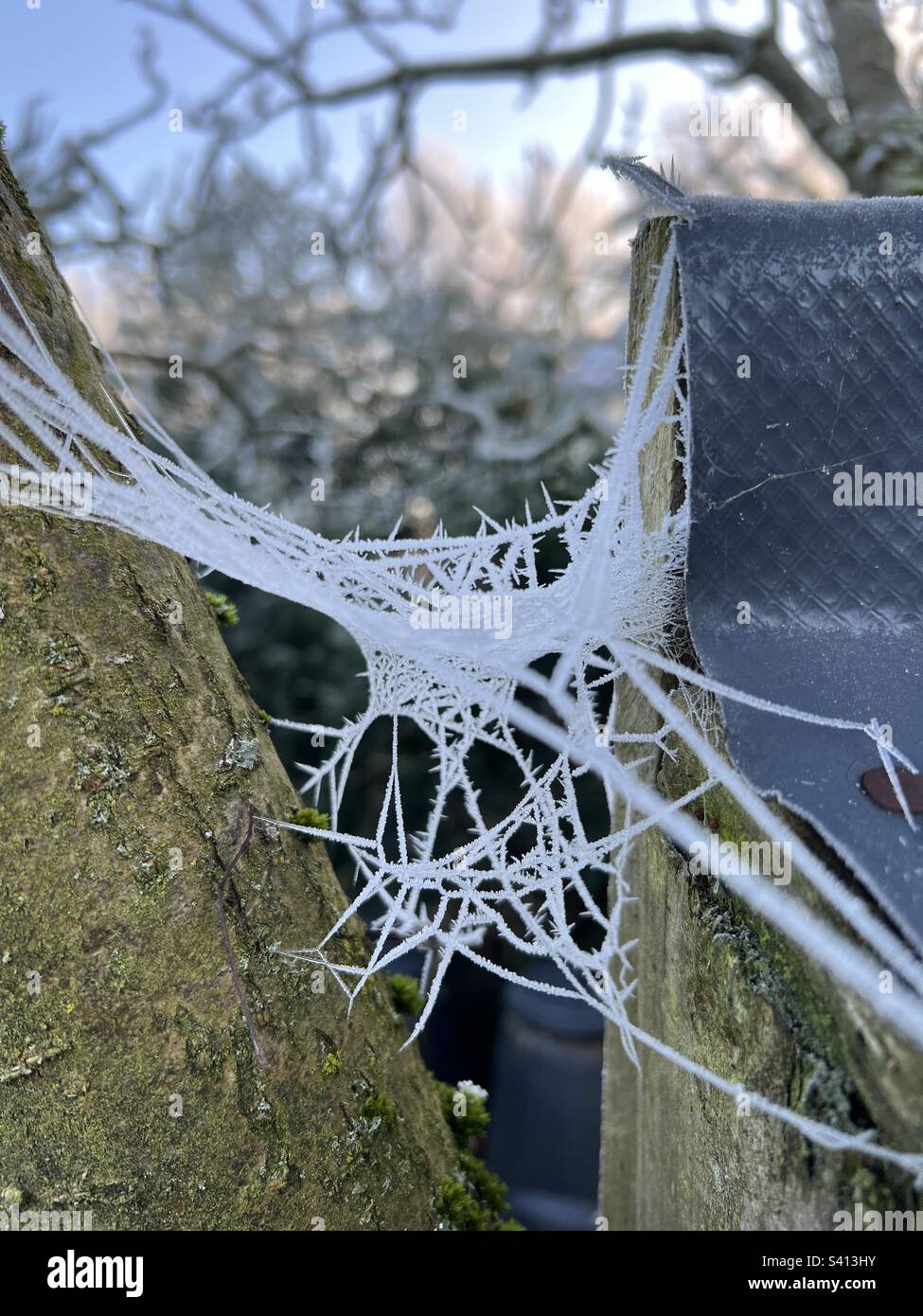 A frozen cobweb between a tree and a bird box - Smartphone Captured Stock Image