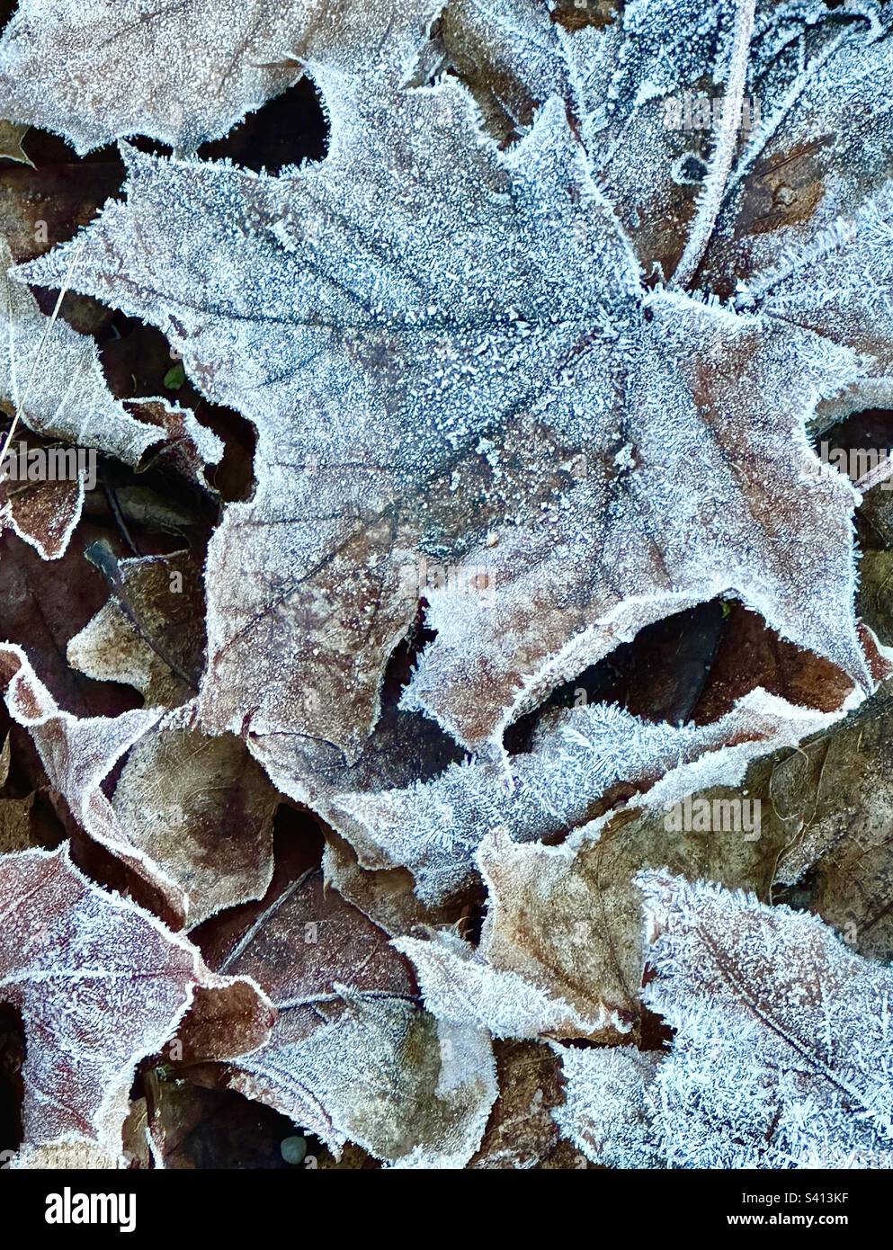 Dead leaves with frost in a supermarket carpark in Worcester - Smartphone Captured Stock Image