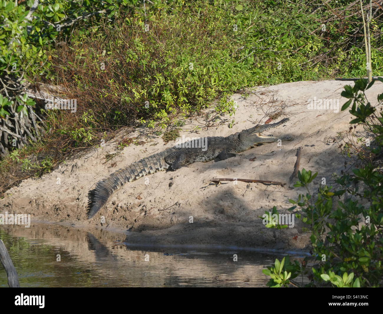 A saltwater crocodile sits on a sandbank in the sun near Nosara in Costa Rica Stock Photo