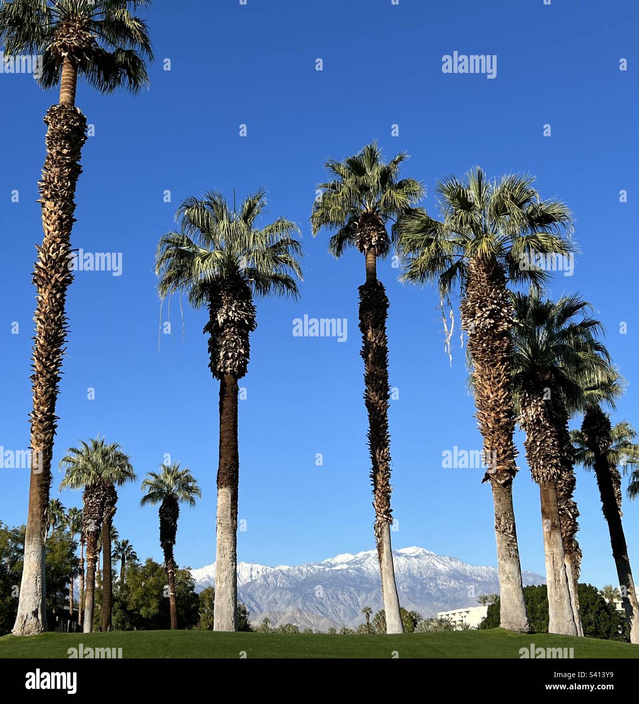 Tall Palm trees and snow capped mountain in Palm Desert, California - Smartphone Captured Stock Image