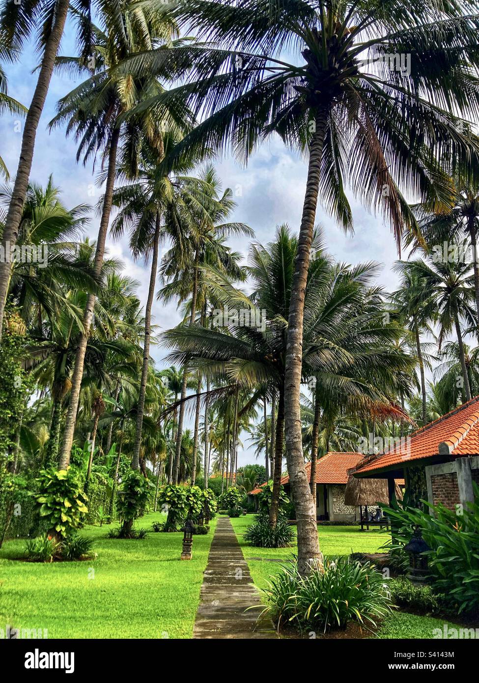 Palm tree lined path in Banyuwangi Indonesia Stock Photo