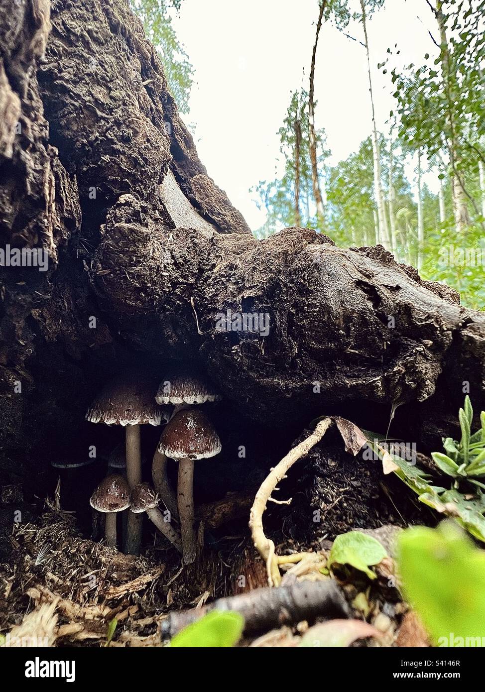 Family of mushrooms find shelter under generous tree root on a rainy