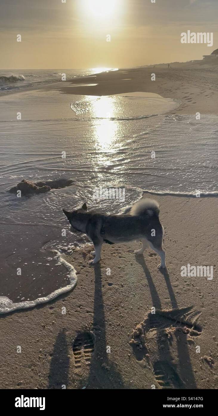 Beach klee kai sales