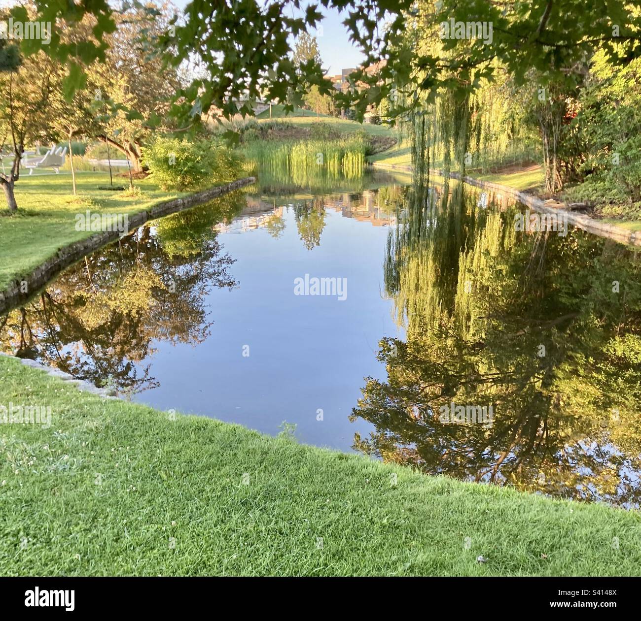 Summer reflections in a pond. - Smartphone Captured Stock Image