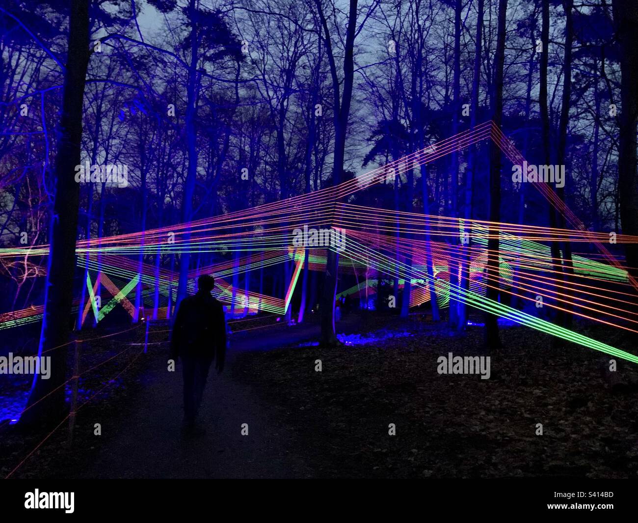Coloured laser light show in woodlands - Smartphone Captured Stock Image