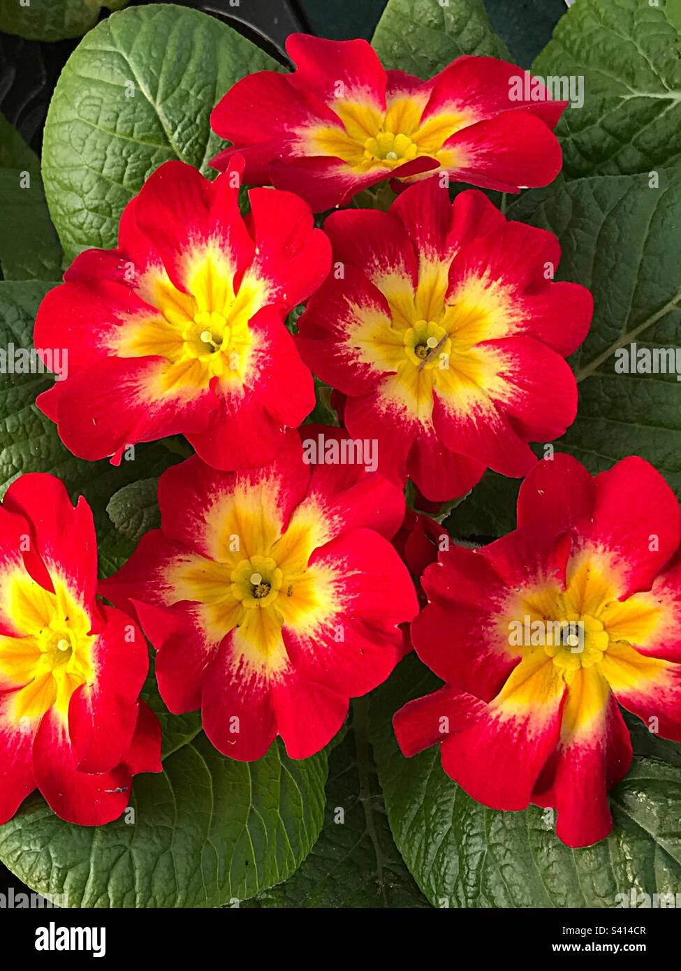 Red Primroses with yellow and orange centres ready to put in your garden for Springtime. Stock Photo
