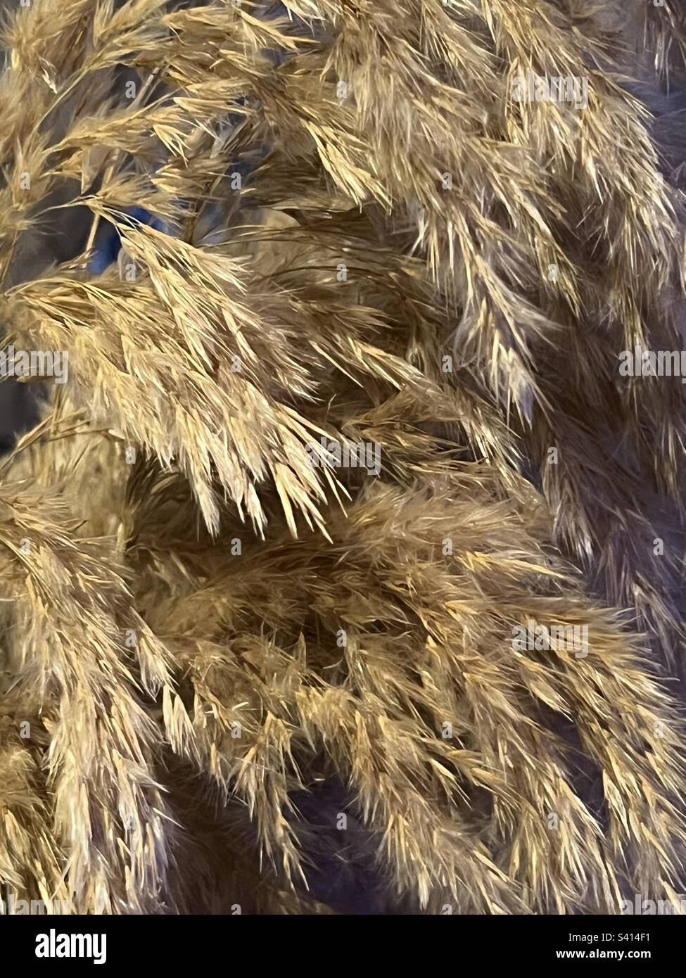 Dry pampas grass Stock Photo Alamy