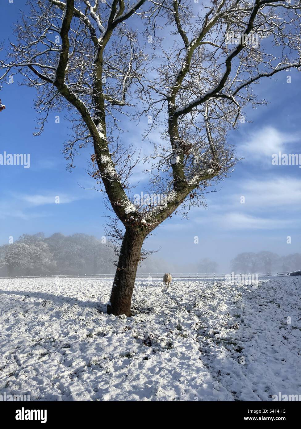 Snow covered field with a tree and a sheep Stock Photo