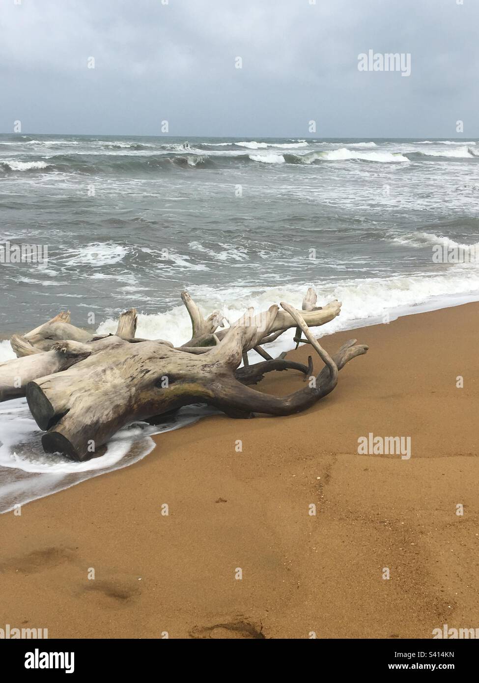 Tree trunk washed up on the beach in Sri Lanka Stock Photo