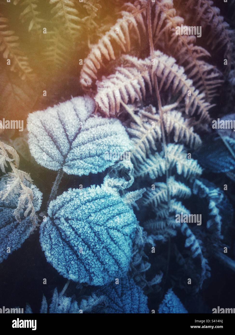 Winter nature background of cold frost covered leaves with morning sunshine warming and melting ice - Smartphone Captured Stock Image