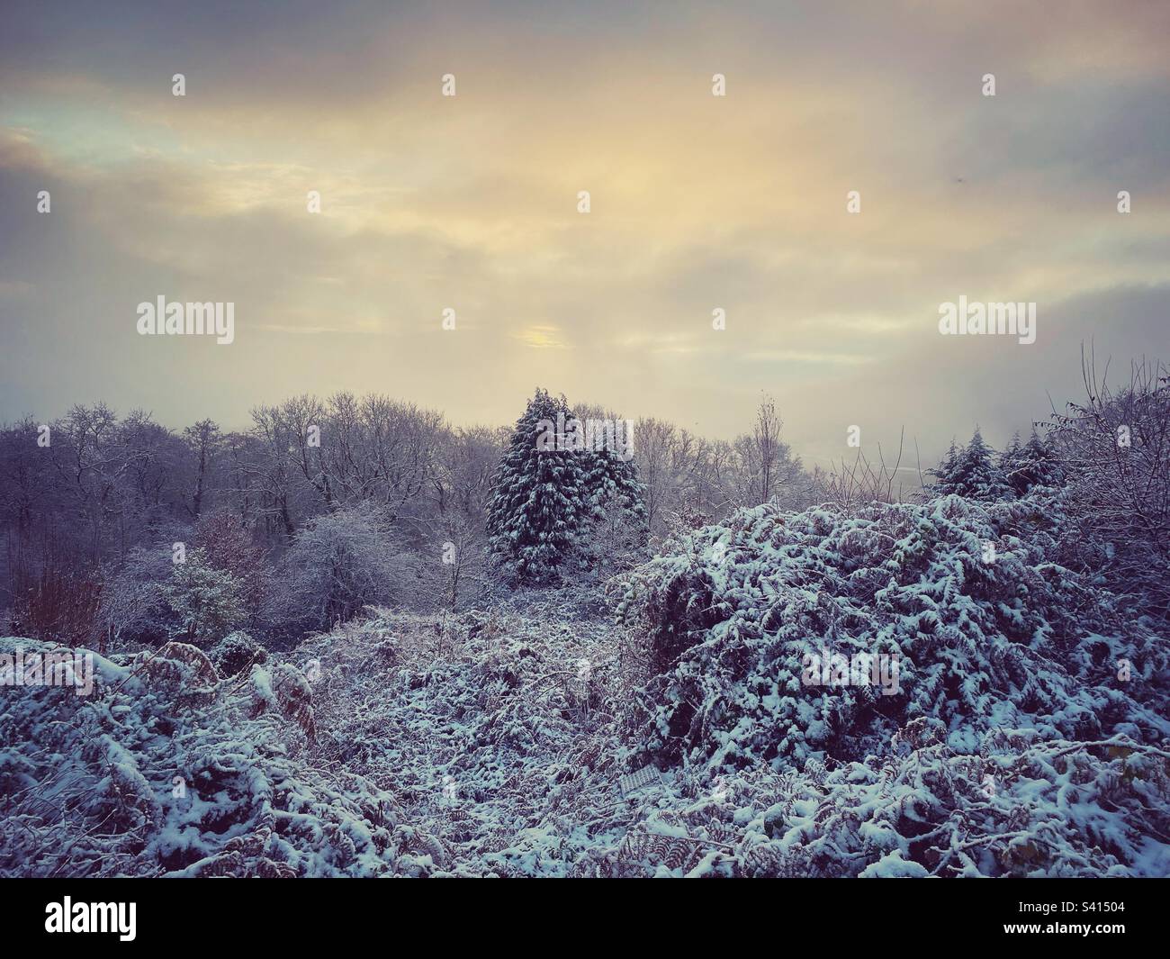 A beautiful snowy winter view across trees and woodland. Scenic landscape - Smartphone Captured Stock Image