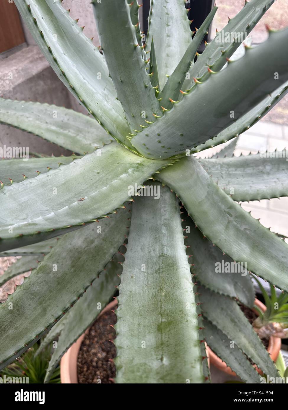 Aloe broomii or bitter aloe, also known as Berg alwyn, mountain aloe, or snake aloe - Smartphone Captured Stock Image