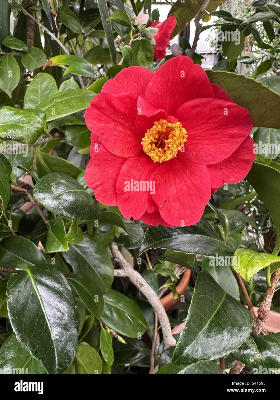 Beautiful flower of camellia japonica or ‘Masayoshi’ camelia at a botanical garden Stock Photo