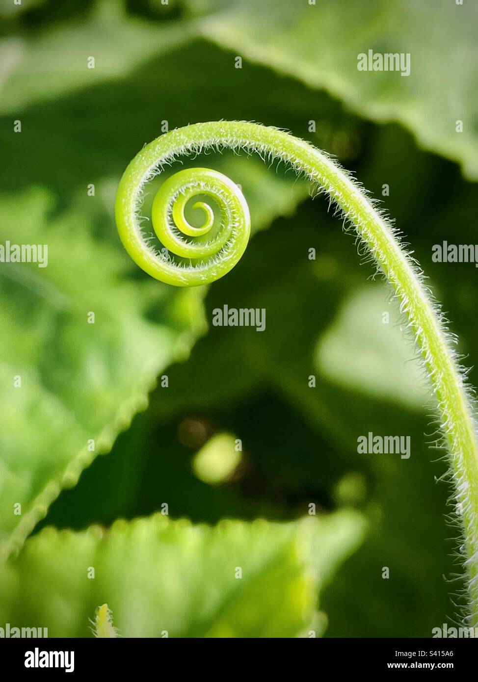 Close up of a curled up fern leaf. - Smartphone Captured Stock Image
