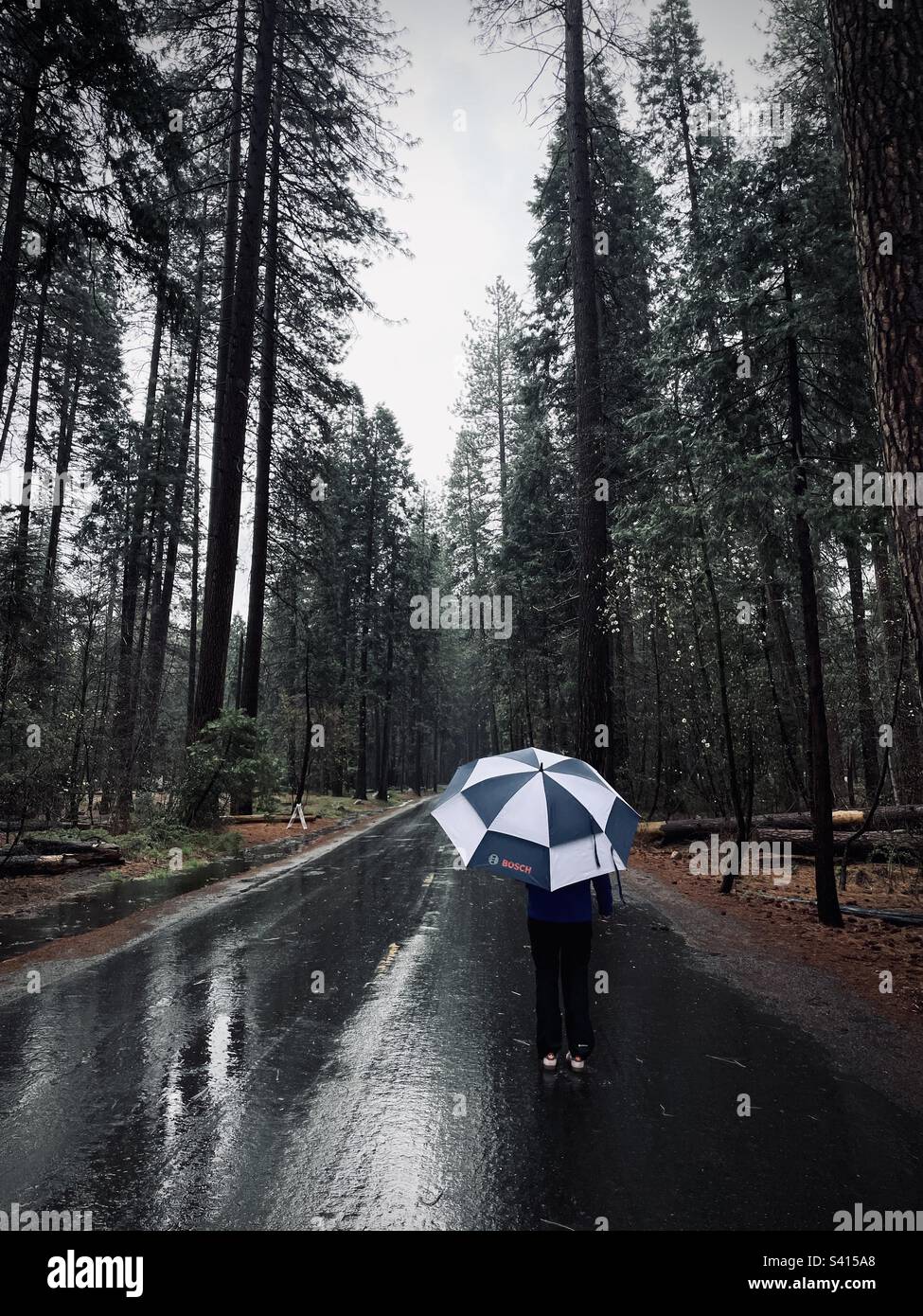 A woman walks up a rainy road in the forest. Yosemite National Park, California USA. - Smartphone Captured Stock Image