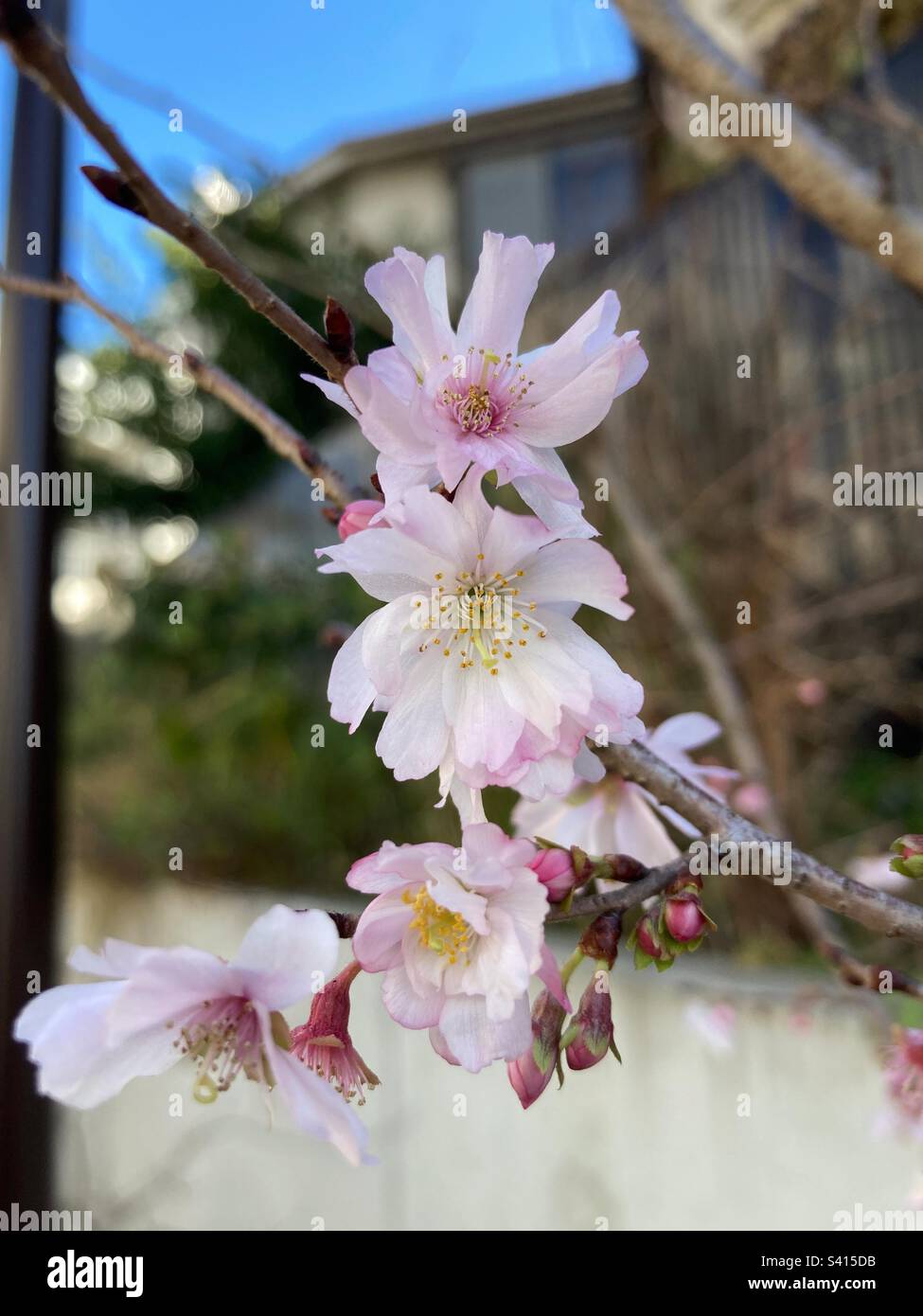 Early blooming cherry blossoms Stock Photo Alamy