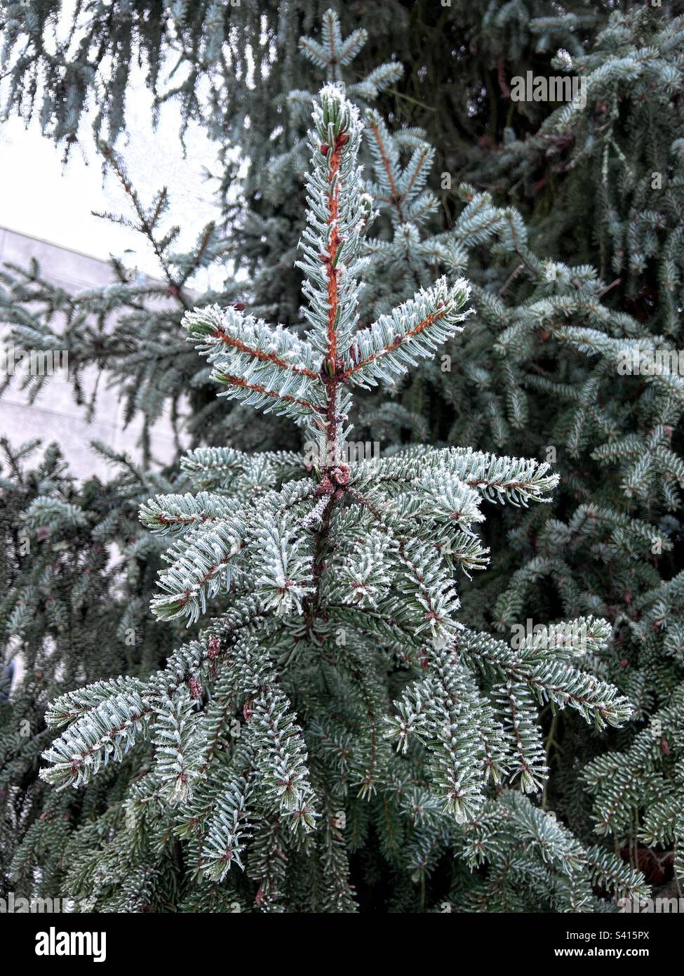 Close view of hoarfrost lush spruce branch - Smartphone Captured Stock Image