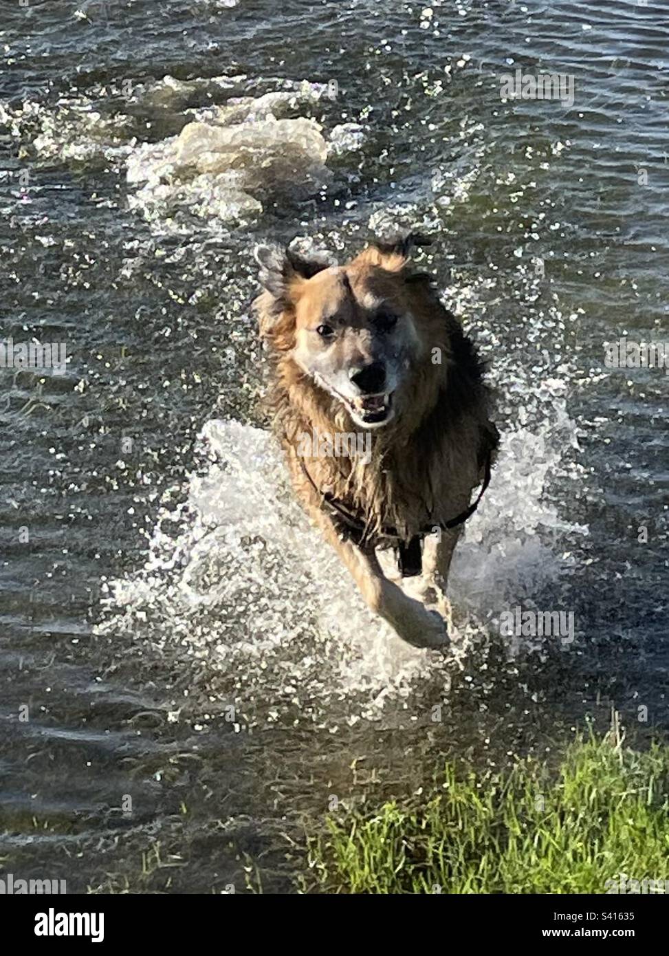 Dog splashing through water Stock Photo Alamy