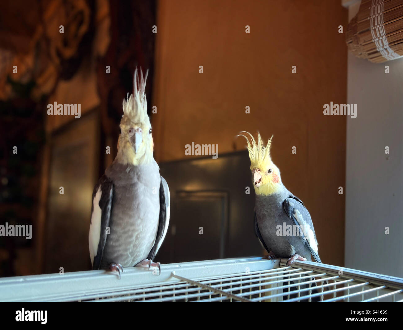 Male and female cockatiels sitting on top of cage - Smartphone Captured Stock Image