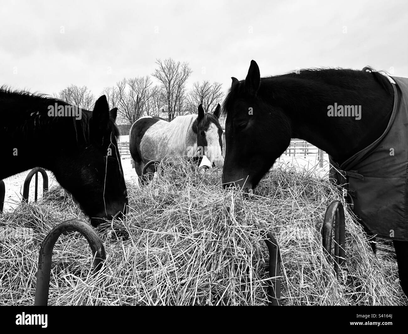 Three horses eating hay Stock Photo Alamy